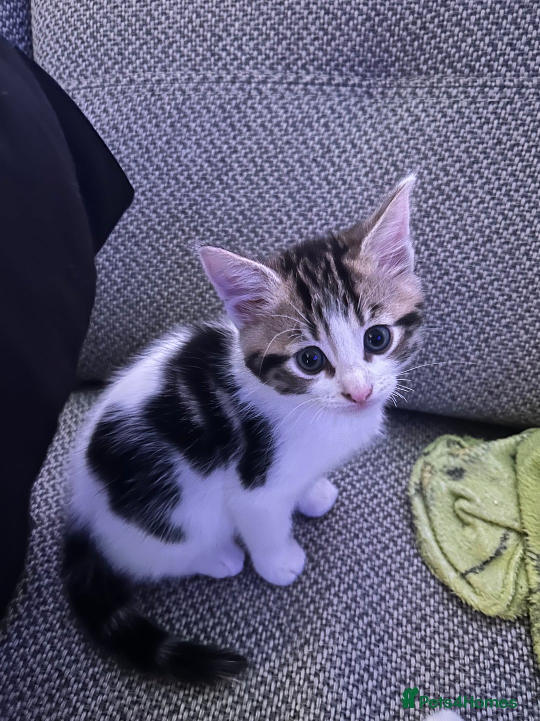 Mixed Breed cats for sale: 4 female kittens  - Image 15