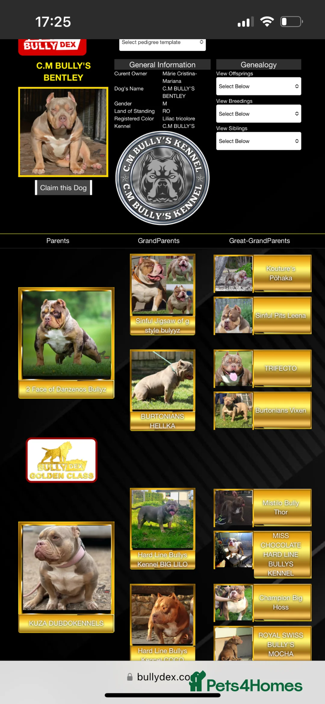 American Bully dogs for stud: POCKET BULLY ⭐️ STUD ONLY ⭐️ - Advert 14