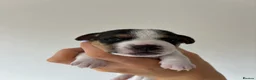 Jack Russell dogs for sale: Miniature Jack Russell’s looking for new homes  - Advert 11
