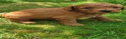 Cavapoochon dogs for sale: 5 Beautiful Cavapoochon puppies, 2 Boys, 3 Girls in Peterborough - Advert 9