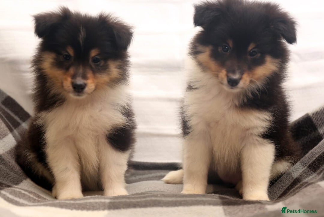 Shetland Sheepdog dogs for sale: Stunning Champions lines Tri Colour Girls  - Advert 7