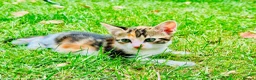 Mixed Breed cats for sale: Mixed breed kittens - Advert 14