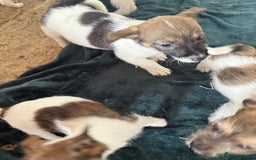 Jack Russell dogs for sale: Jack Russell puppies rough/smooth coat ready now  - Image 15