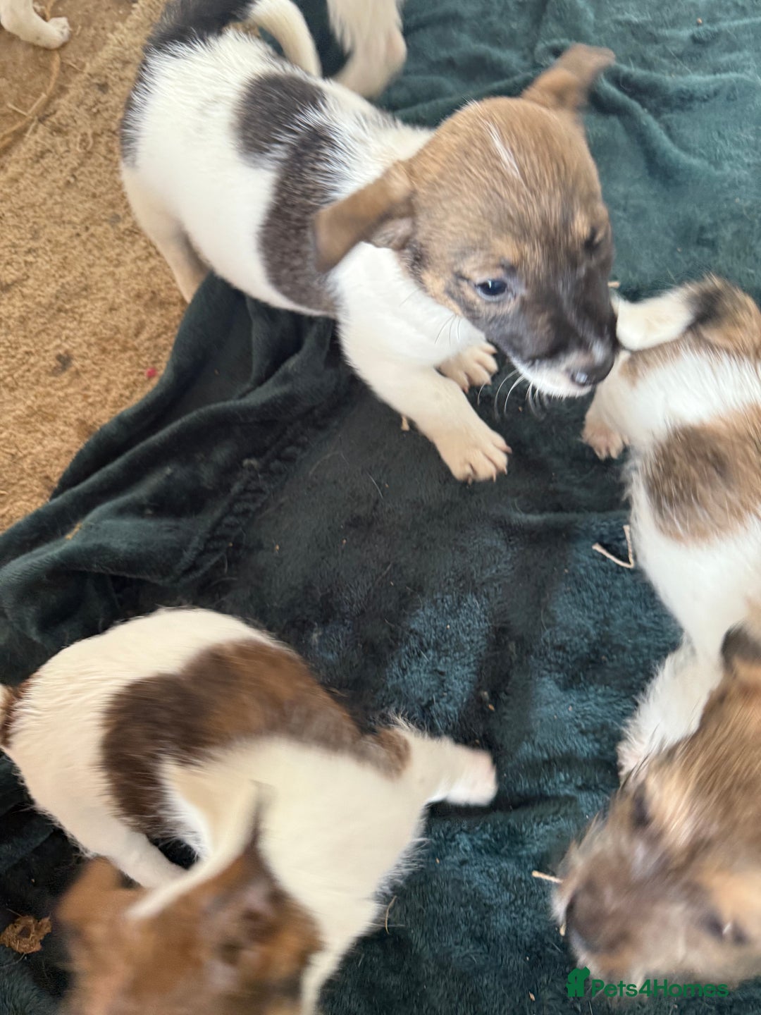 Jack Russell dogs for sale: Jack Russell puppies rough/smooth coat ready now  - Image 15