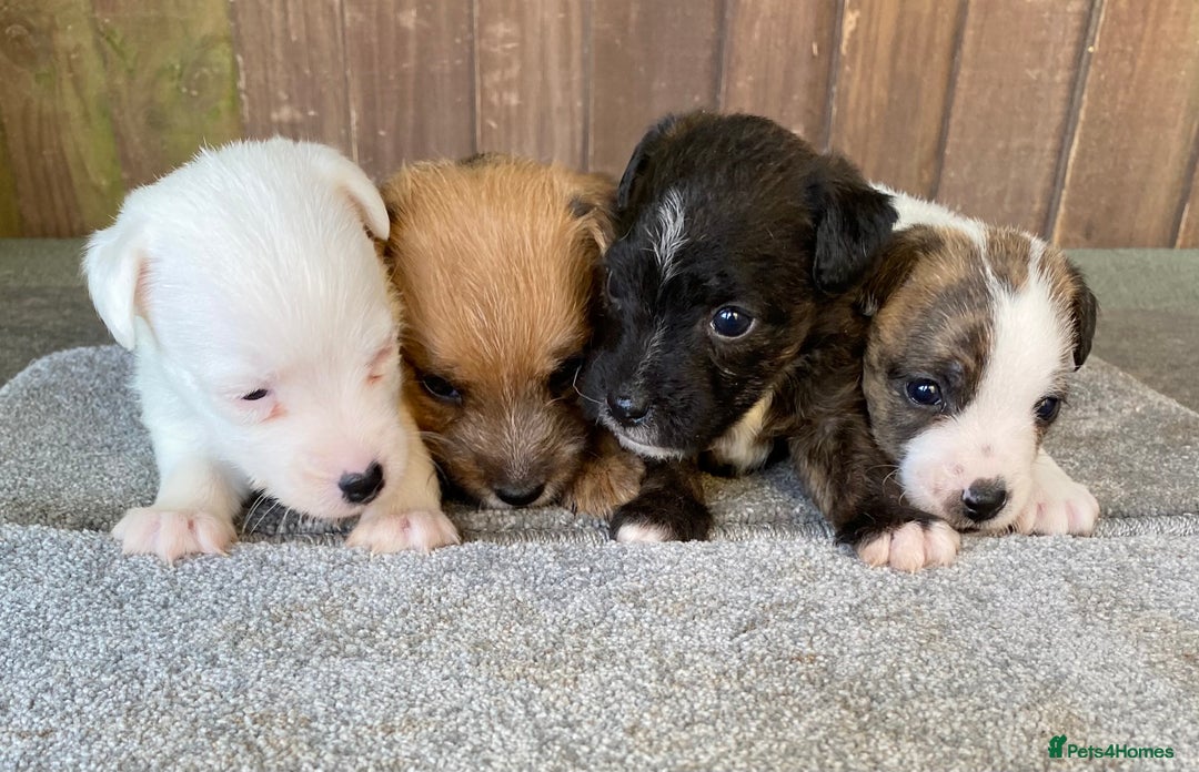 Jack Russell dogs for sale:  **  JACK RUSSELL PUPPIES - READY TO GO - Advert 10