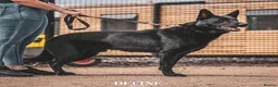 German Shepherd dogs for sale: German Shepherd Puppies - Advert 22