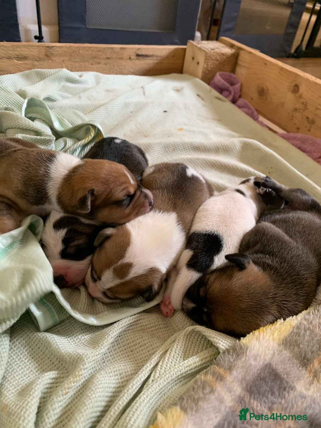 Staffordshire Bull Terrier dogs for sale: Staffordshire Bull Terrier puppies  - Image 9