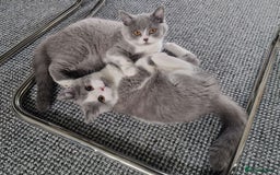 British Shorthair cats for sale: 4 PEDIGREE kittens READY TO GO! 2 LEFT - Image 1