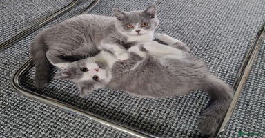 British Shorthair cats - Advert 4
