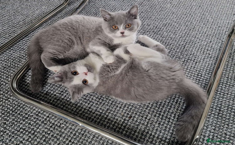 British Shorthair cats - Advert 1