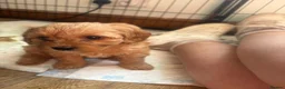 Cavapoo dogs for sale: Specialist Health tested Cavapoo  in Petworth - Advert 19