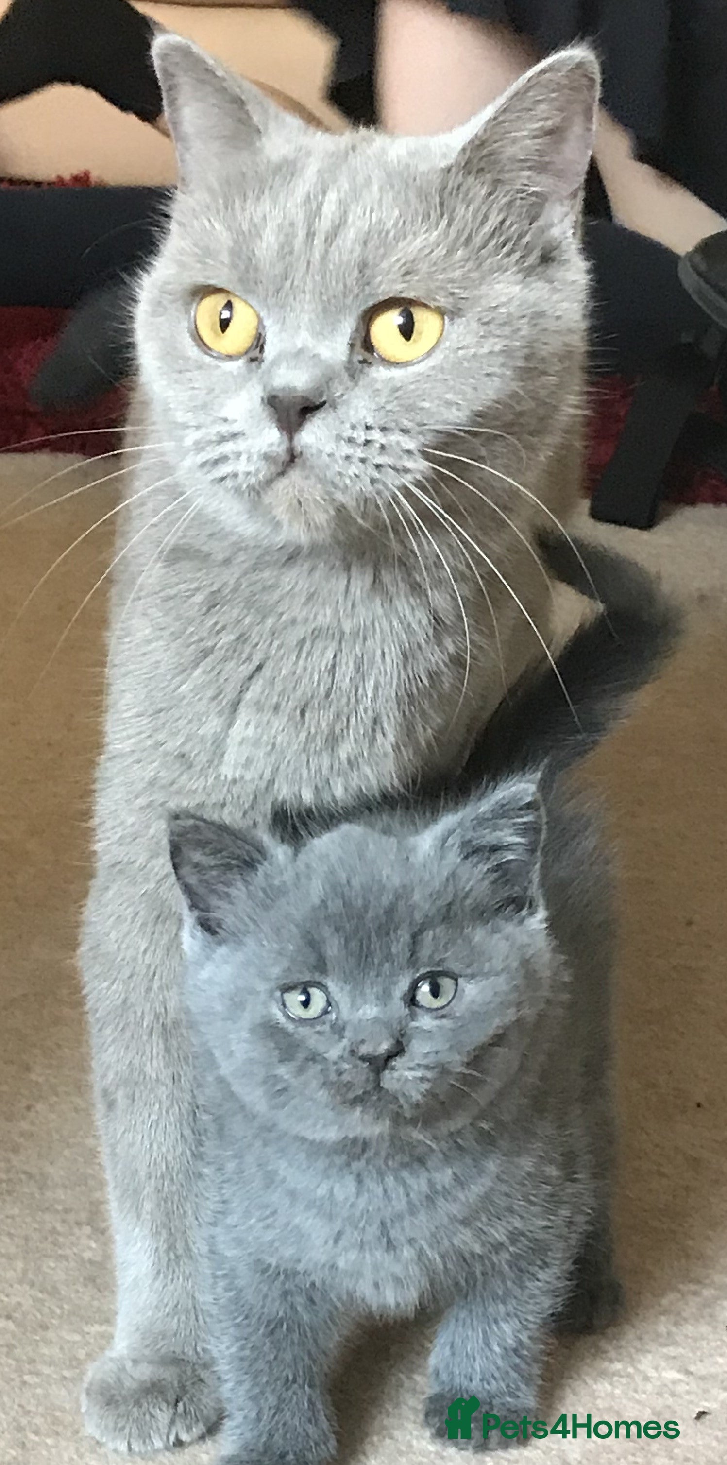 British Shorthair cats Pedigree Lilac BSH - READY NOW - Advert 4
