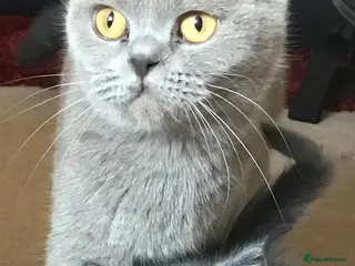British Shorthair cats Pedigree Lilac BSH - READY NOW - Advert 4