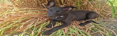 Mixed Breed 1