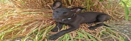 Mixed Breed dogs for sale: Belgium Malanois pup for sale in Newmarket - Advert 2
