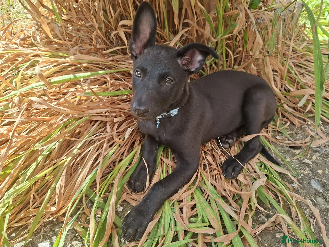Mixed Breed dogs for sale: Belgium Malanois pup for sale in Newmarket - Advert 2