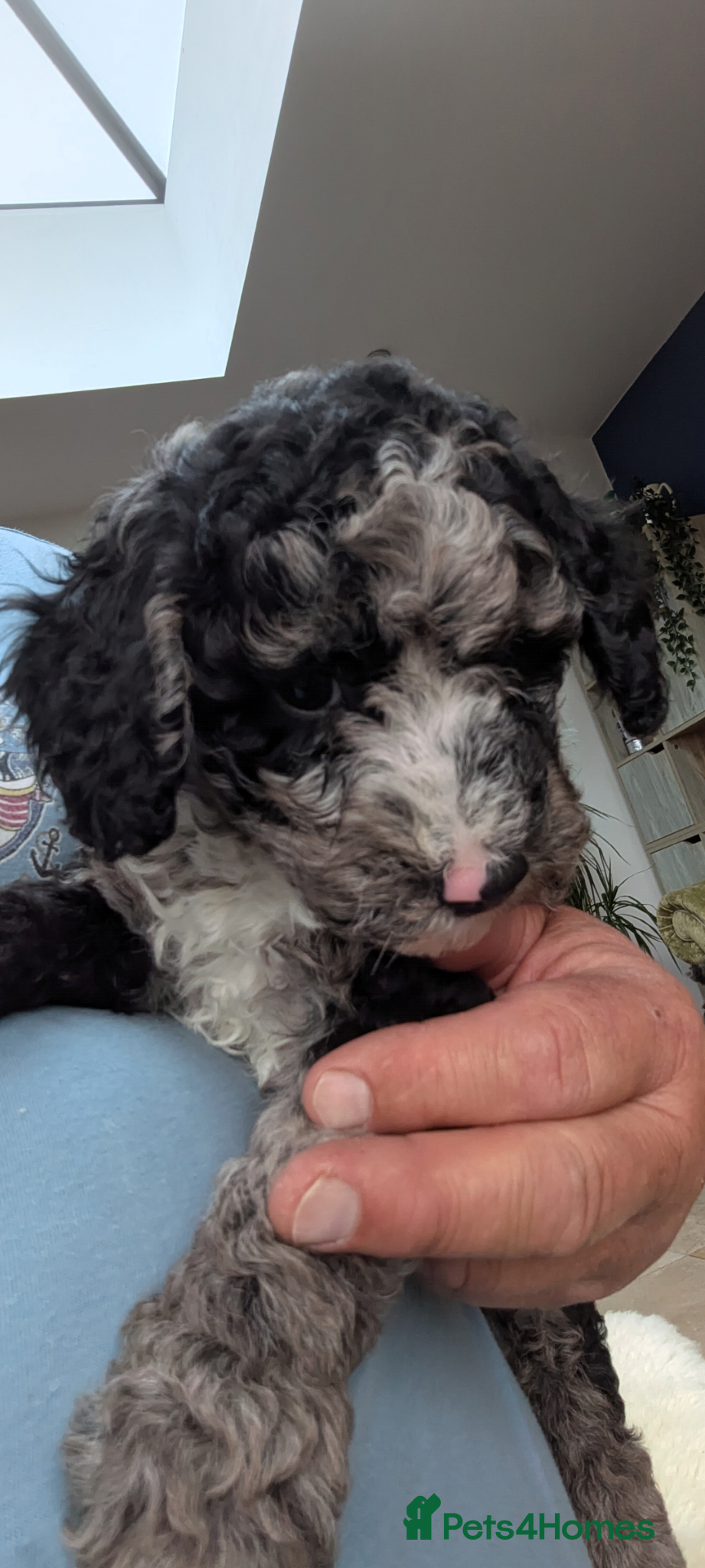 Miniature Poodle dogs Miniature Poodle Puppies (Blue Merl & Black) - Advert 2
