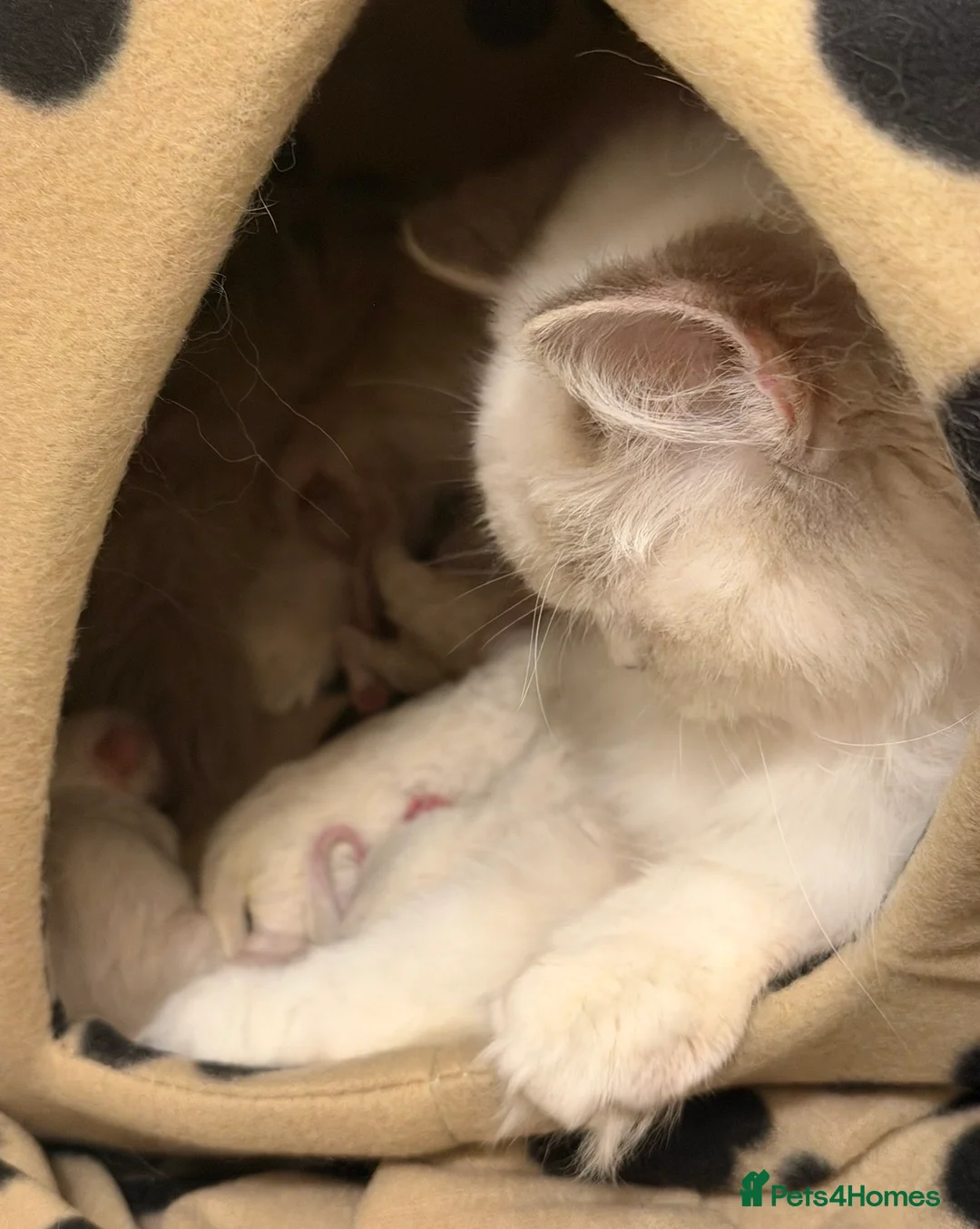Ragdoll cats for sale: Female Blue Bi Colour and Kittens in Birmingham - Advert 2