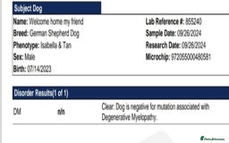 German Shepherd dogs for stud: Sabre, big strong straight backed DMclear male GSD in Stoke-on-Trent - Image 2