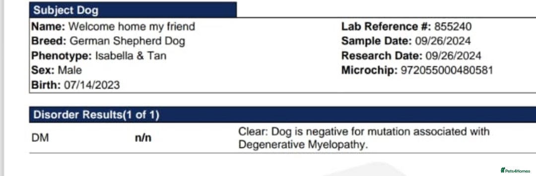 German Shepherd dogs for stud: Sabre, big strong straight backed DMclear male GSD in Stoke-on-Trent - Image 2