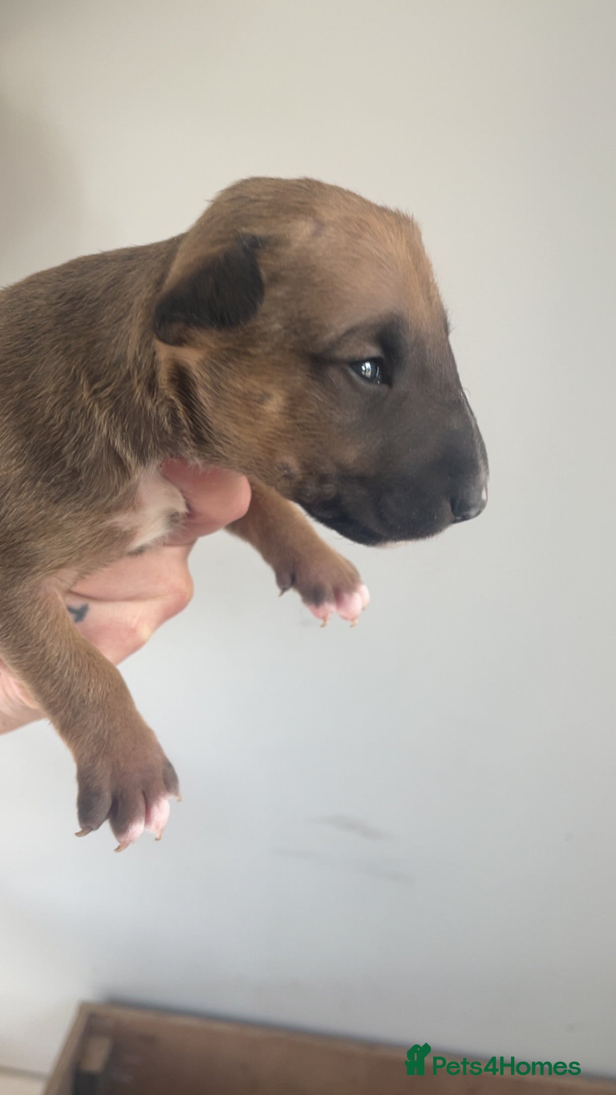 English Bull Terrier dogs for sale: *One Left* KC Reg English Bull Terrier Pups  - Advert 28