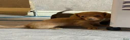 Miniature Dachshund dogs for sale: KC REGISTERED MINIATURE DACHSHUND PUPPIES in Ilkeston - Advert 7