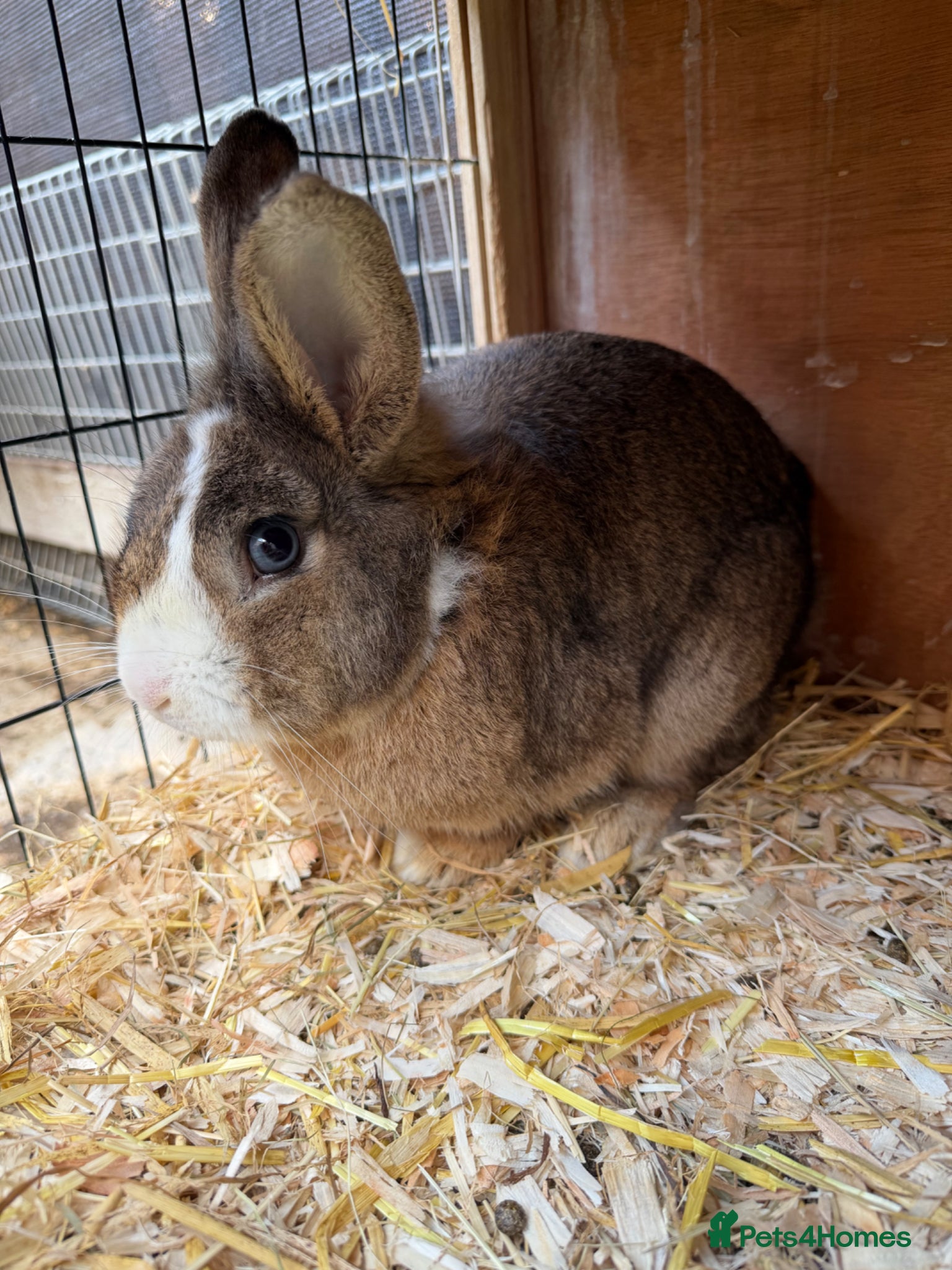 Mixed Breed rabbits Mixed rabbits for sale  - Advert 1