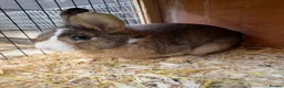 Mixed Breed rabbits for sale: Mixed rabbits for sale  - Advert 1