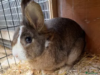 Mixed Breed rabbits Mixed rabbits for sale - Advert 2