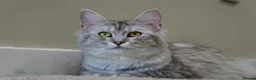 Maine Coon cats for sale: 3 beautiful Russian maincoon kittens   - Advert 11