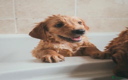 Golden Retriever dogs for sale: Ready now Golden Retriever Puppies KC Dad  - Image 20