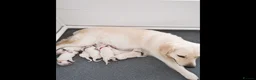 Mixed Breed dogs for sale: Beautiful white golden Shepherd  - Advert 2