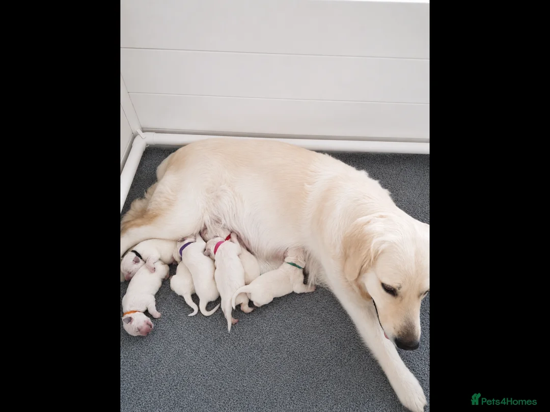 Mixed Breed dogs for sale: Beautiful white golden Shepherd  - Advert 2