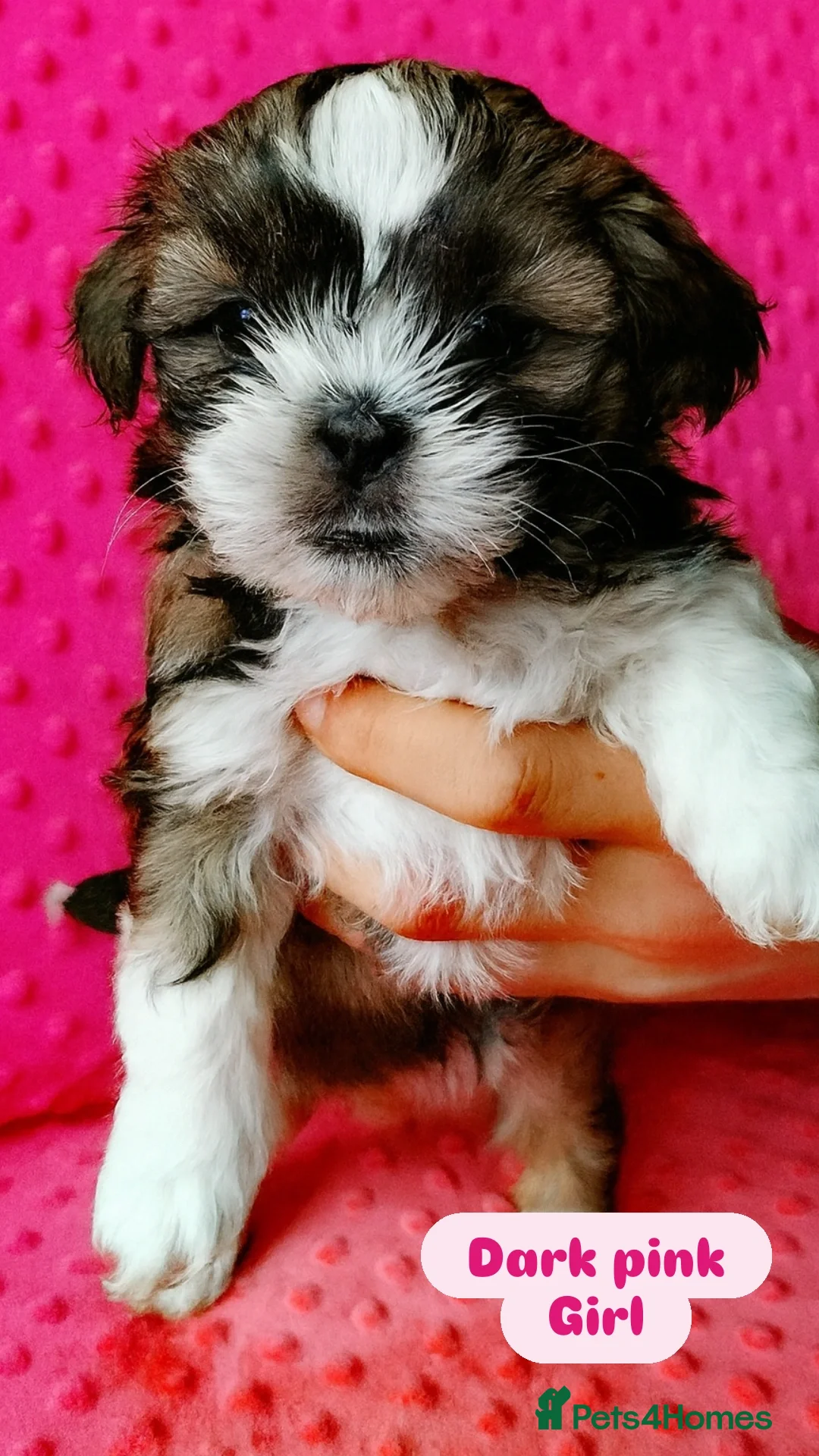 Shih Tzu dogs for sale: Shih tzu puppies 🦁🦁 🩷🩵 - Advert 7