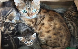Bengal cats for sale: Bengal X Maine Coon - Image 7