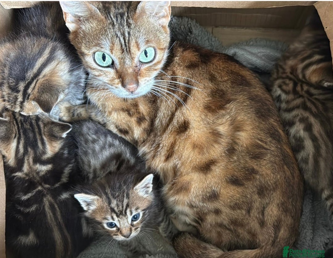 Bengal cats for sale: Bengal X Maine Coon - Image 7