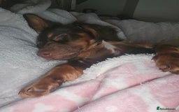 Dachshund dogs for sale: DACHSHUND  - Image 4
