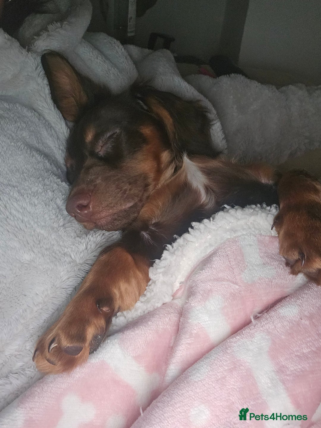 Dachshund dogs for sale: DACHSHUND  - Image 4