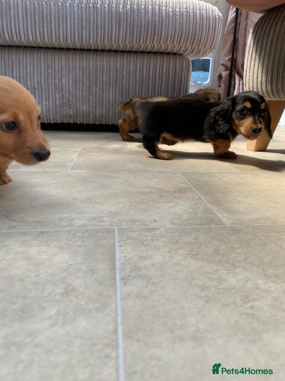 Miniature Dachshund dogs for sale: KC Reg long hair mini dachshunds “Ready now” - Image 26
