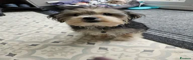Morkie 1
