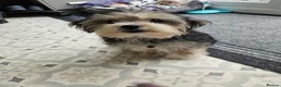 Morkie dogs for sale: Indi.  - Advert 3