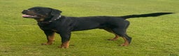 Rottweiler dogs for stud: KC ROTTWEILER FOR STUD  - Advert 2