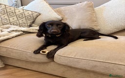 Cocker Spaniel dogs for sale: Cocker spaniel  - Advert 1