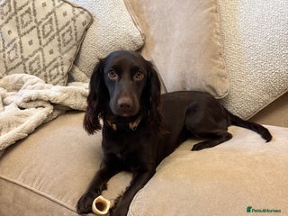 Cocker Spaniel dogs for sale: Cocker spaniel - Advert 1