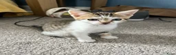 Mixed Breed cats for sale: 🐱✨3 Gorgeous Half Bengal Kittens!✨🐱 in Irvine - Advert 3