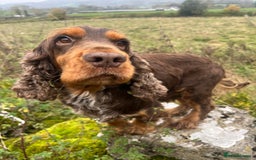 Cocker Spaniel dogs for stud: KC Superb example Classic SHOW Cocker Stud in Ruthin - Image 4