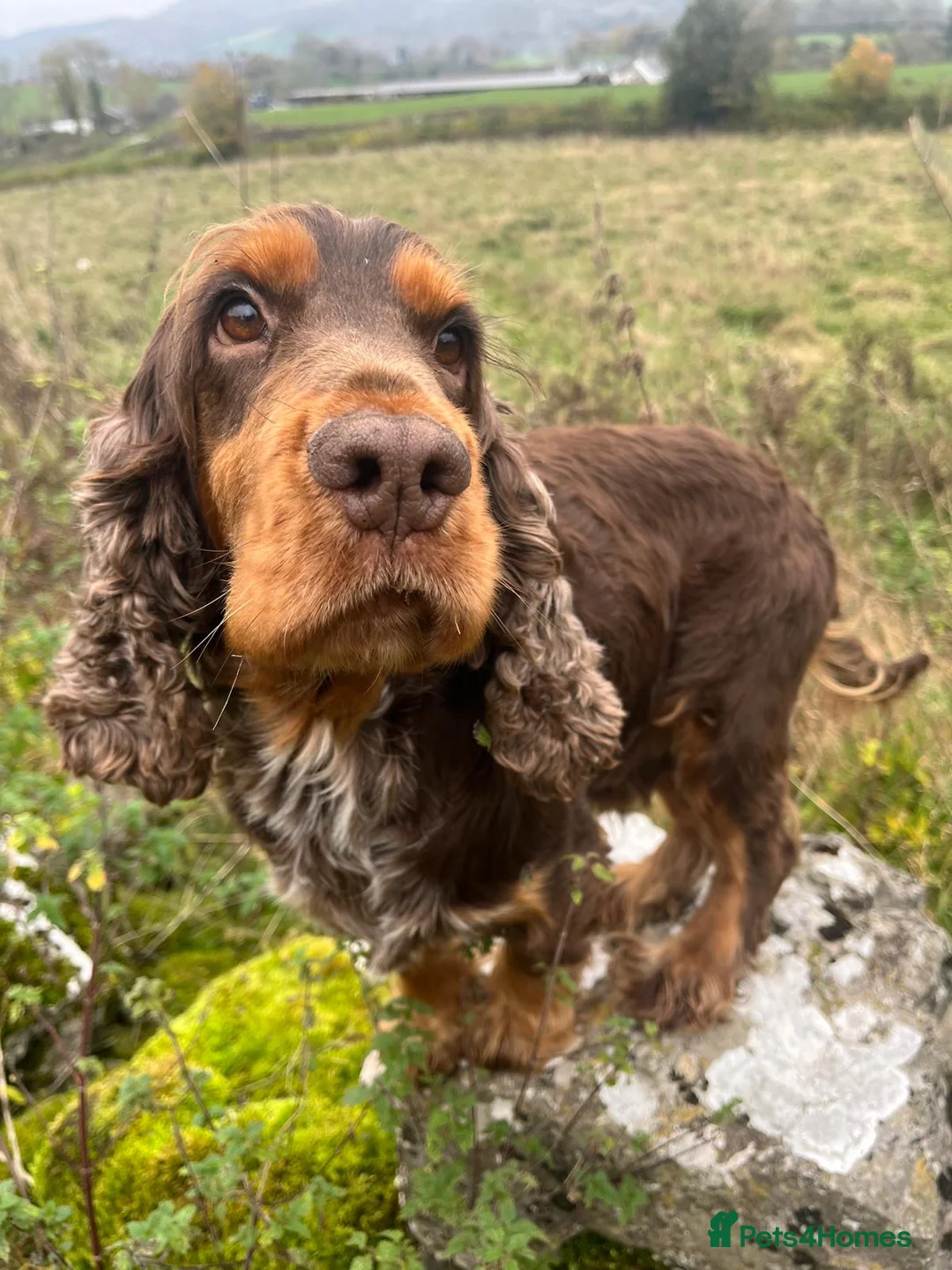Cocker Spaniel dogs for stud: KC Superb example Classic SHOW Cocker Stud in Ruthin - Advert 4