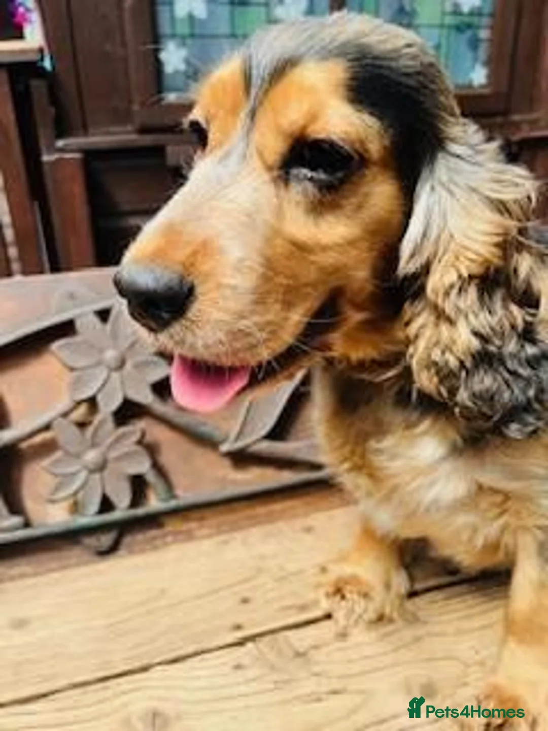 Cocker Spaniel dogs for sale: lyncham cocker spaniels - Advert 2