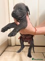 Cane Corso Puppy 6
