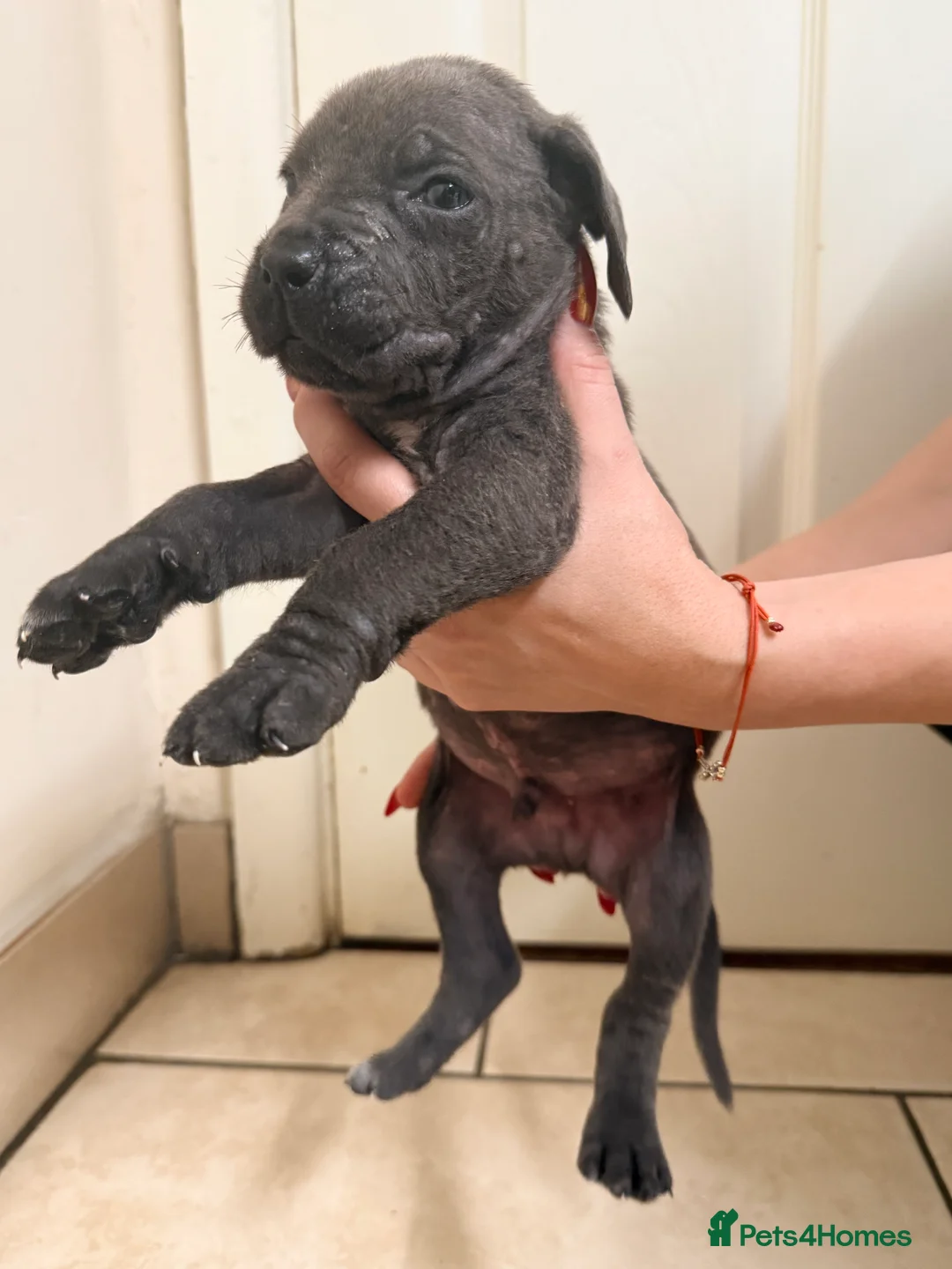 Cane Corso dogs for sale: Beautiful Cane Corso puppies available - Advert 30